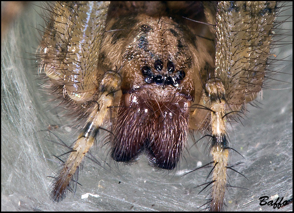 Agelenidae cf. Malthonica sp.